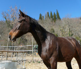 Butterfly Z, la mia prima cavalla da salto. Ha un carattere molto dolce.